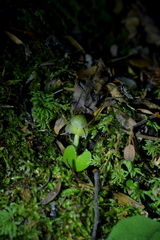 Corybas vitreus