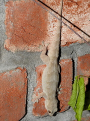 Hemidactylus