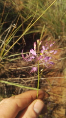 Cleome maculata