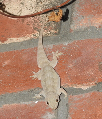 Hemidactylus