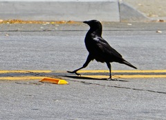 Corvus brachyrhynchos