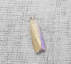 Scirpophaga incertulas
