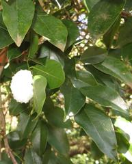 Sclerocroton integerrimus