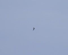 Thalassoica antarctica