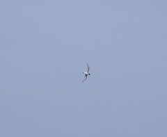 Thalassoica antarctica