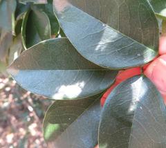 Sclerocroton integerrimus