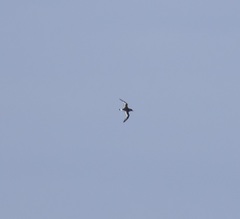 Thalassoica antarctica