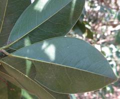 Sclerocroton integerrimus