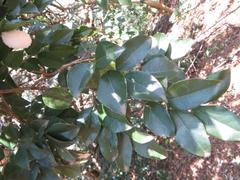 Sclerocroton integerrimus