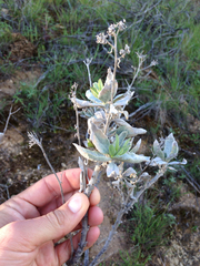 Eriodictyon tomentosum