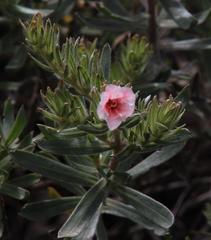 Lobostemon curvifolius