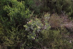 Lobostemon curvifolius