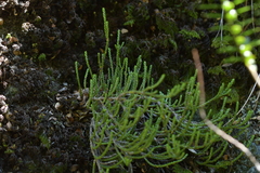Helichrysum intermedium