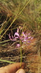 Cleome maculata