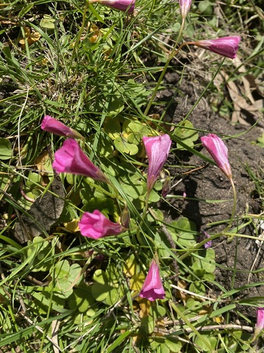 Image of Oxalis brasiliensis by (c) Andrew Allen, some rights reserved (CC BY)