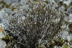Helichrysum parvifolium