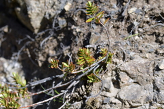 Veronica decumbens