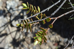 Veronica decumbens