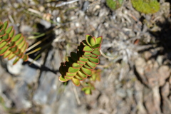 Veronica decumbens