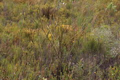 Thesium spicatum