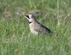 Eremophila alpestris brandti