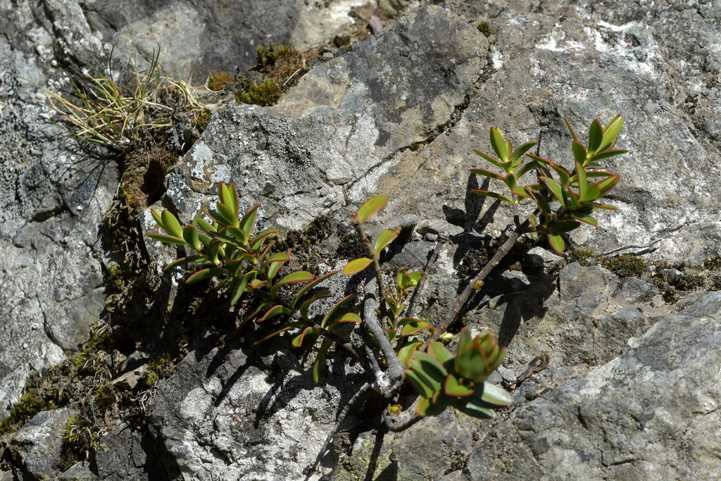 Veronica decumbens; photograph Christopher Stephens, CC BY-SA, iNaturalist via GBIF