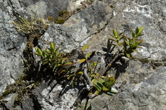 Veronica decumbens