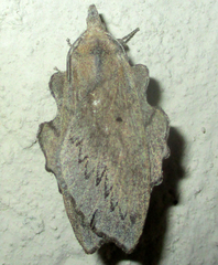 Rhinobombyx cuneata
