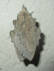 Rhinobombyx cuneata