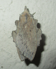 Rhinobombyx cuneata