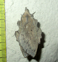 Rhinobombyx cuneata