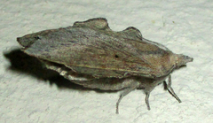 Rhinobombyx cuneata