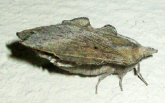 Rhinobombyx cuneata