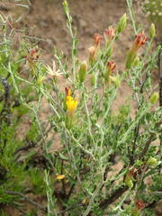 Pegolettia retrofracta