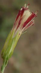 Pegolettia retrofracta