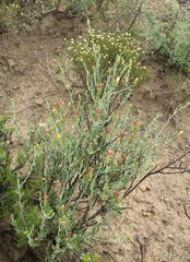 Pegolettia retrofracta