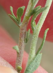Pegolettia retrofracta