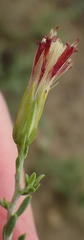 Pegolettia retrofracta
