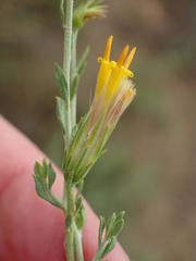 Pegolettia retrofracta