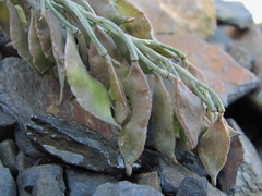 Pseudovesicaria digitata