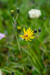 Hieracium korshinskyi
