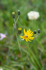 Hieracium korshinskyi
