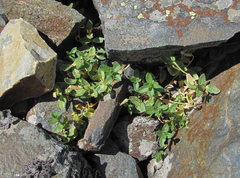 Cerastium polymorphum