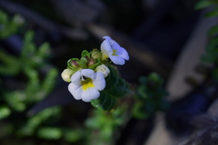 Euphrasia monroi