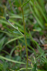 Hieracium korshinskyi