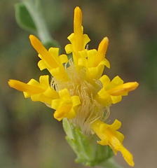 Pegolettia retrofracta