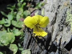 Viola caucasica