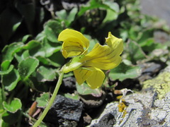 Viola caucasica