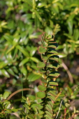 Veronica macrantha