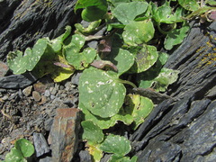 Viola caucasica
